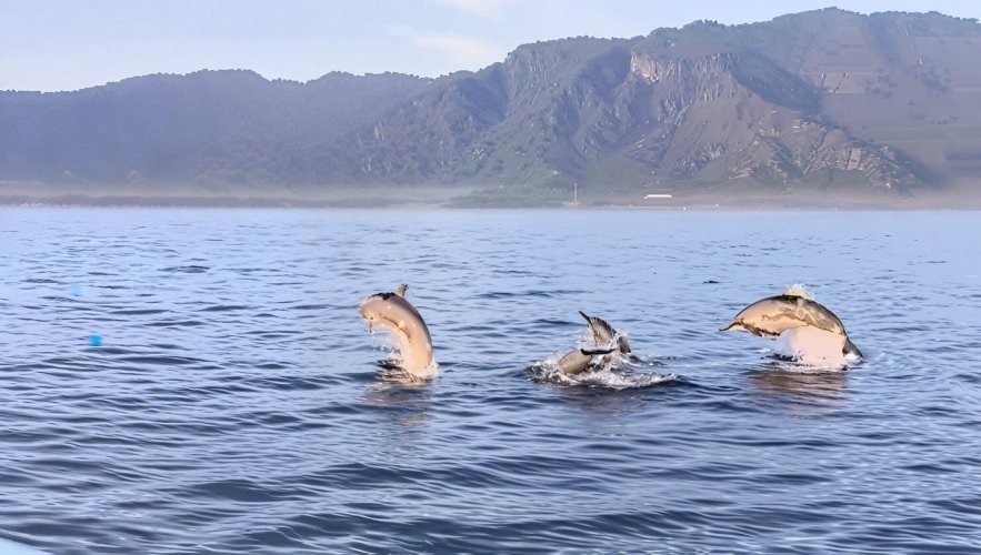 Pemuteran dolphins