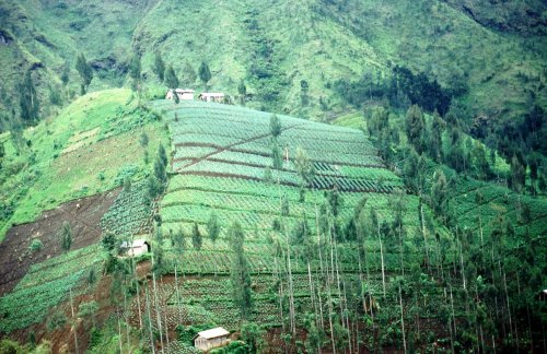 Java: Landbouw in de bergen
