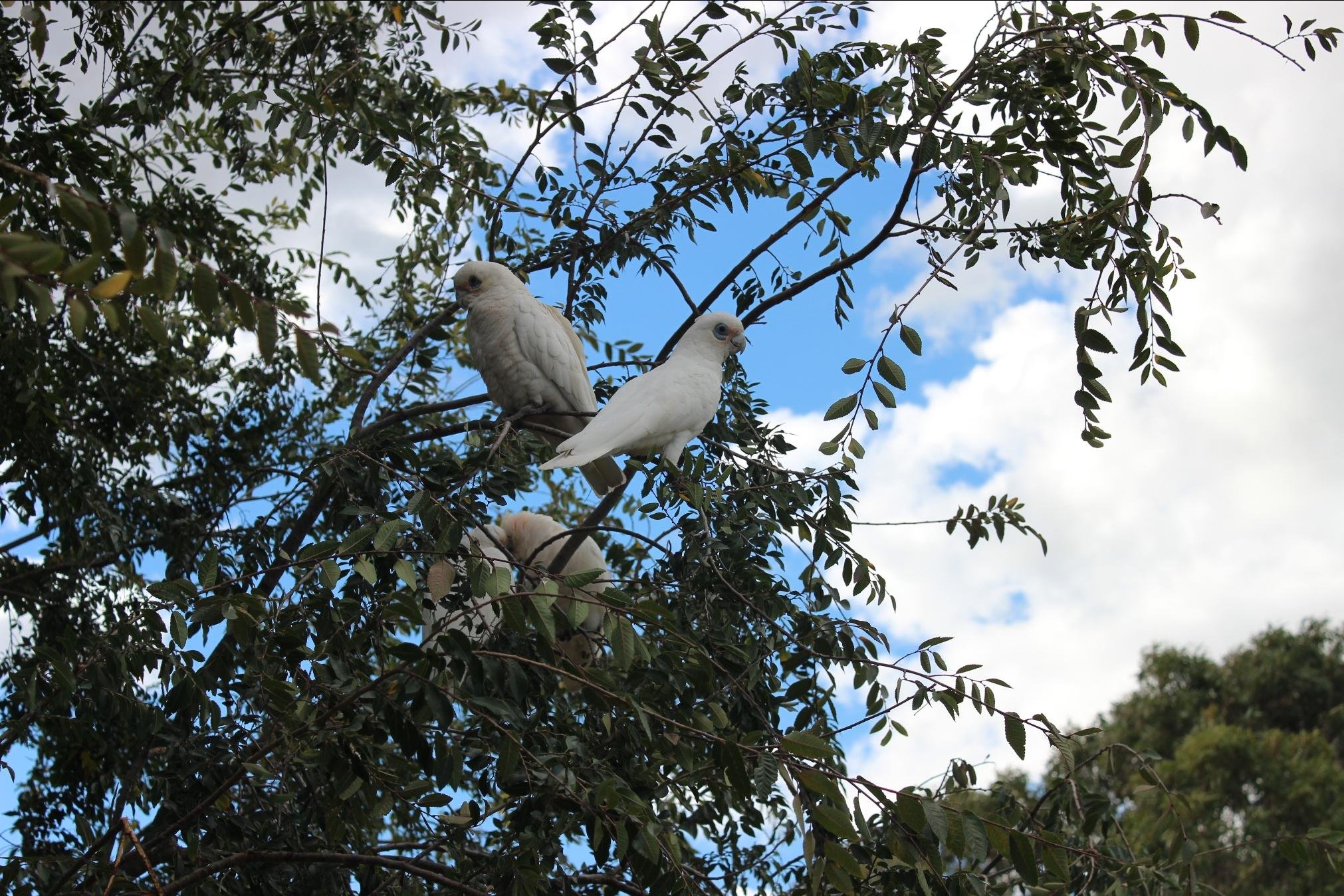 Tanimbar Corella birds