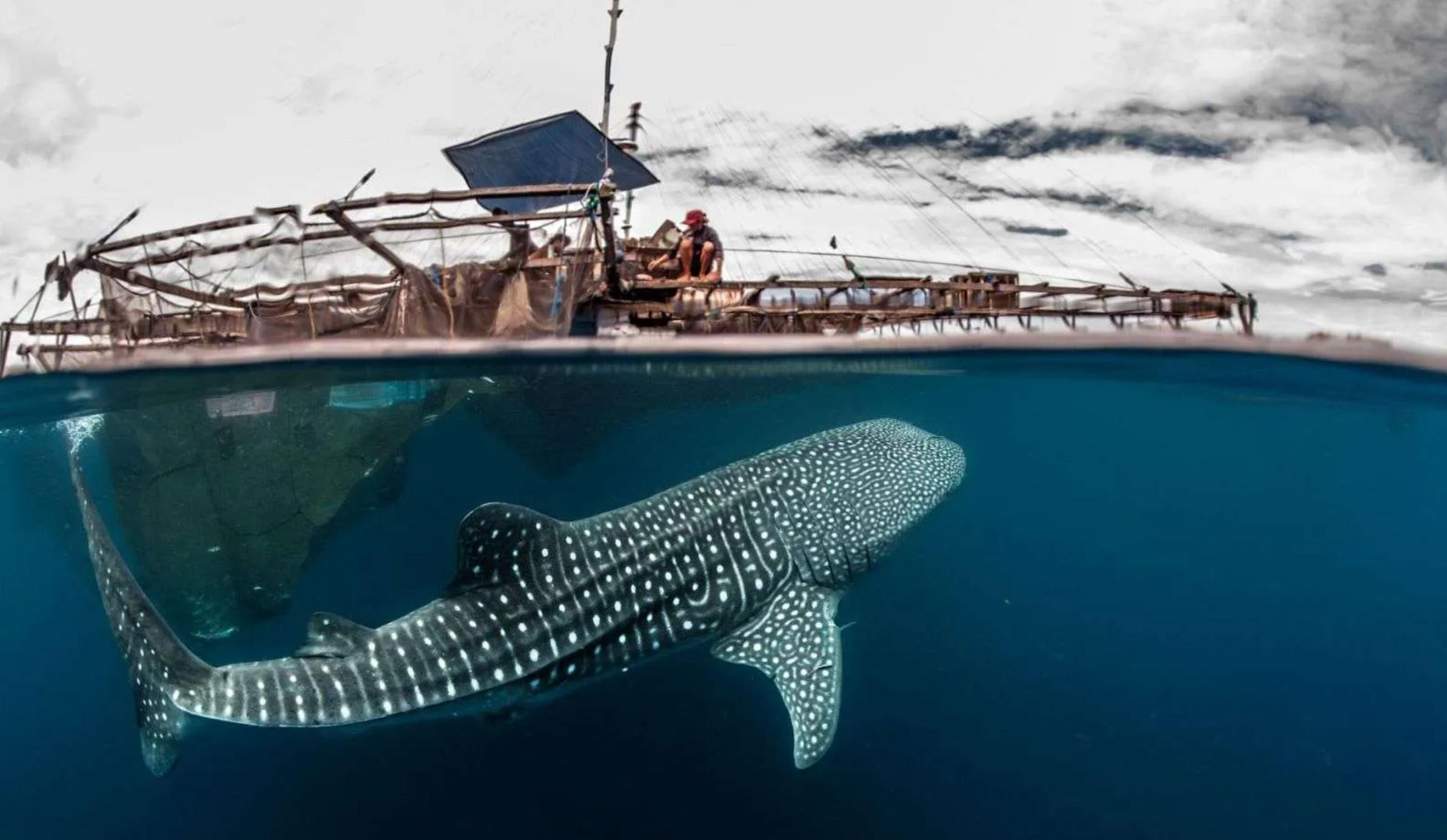 Online bestellen: Bouwsteen 5 dagen Sumbawa: Walvishaaien en duiken of snorkelen bij Pulau Moyo