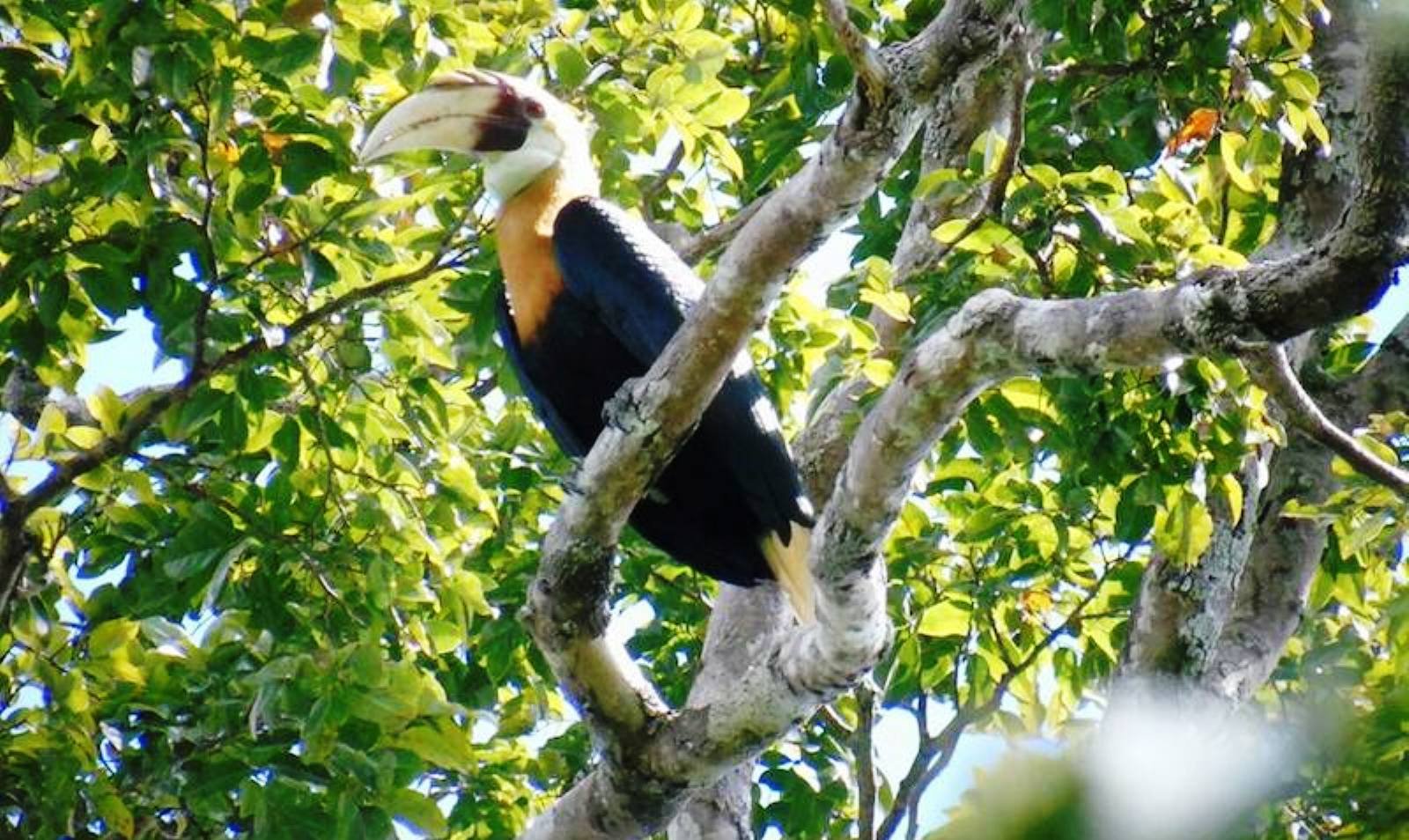 Klasof Hornbill