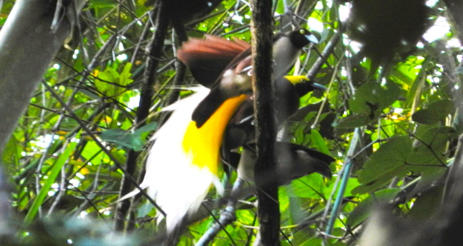 Bouwsteen 4 dagen jungle en vogels bij Sorong