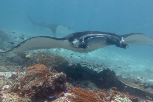 caudlron komodo np