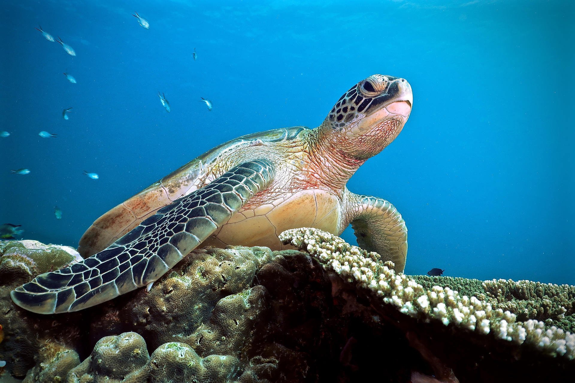 Online bestellen: Rondreis 16 dagen Komodo en Bali duiken