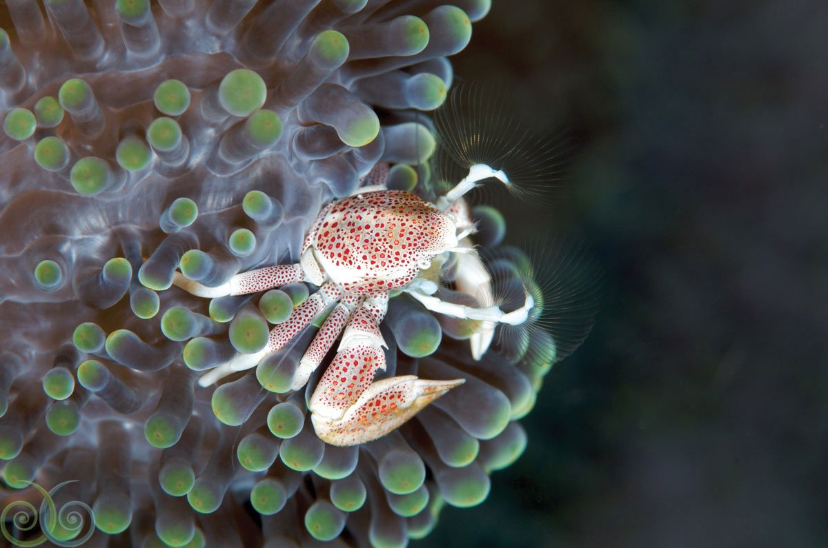 misool - house reef