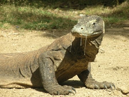 Komodo varaan