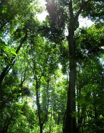 maleisië rainforest