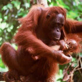 maleisië orang utan