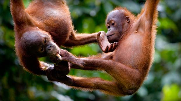 maleisië sepilok orang 