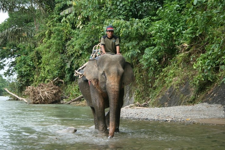 Olifanten jungletrek