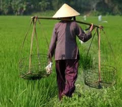 Vietnam man aan het werk in de rijsvelden