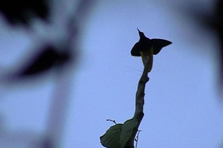 Online bestellen: Bouwsteen 2 dagen Paradijsvogels Nimbrokan