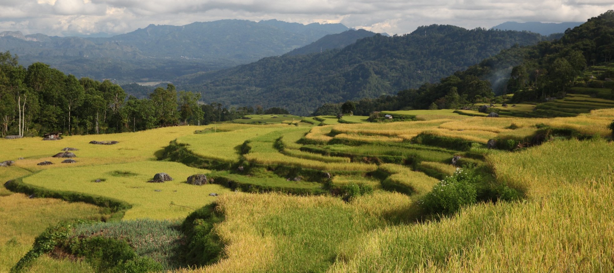 Toraja Batutumonga