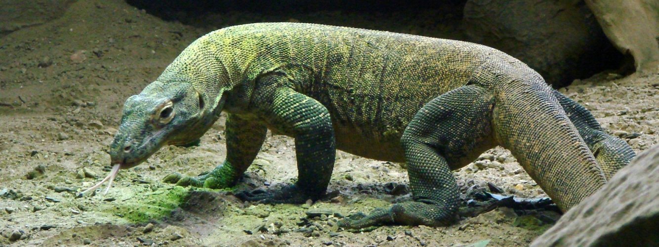 Komodo