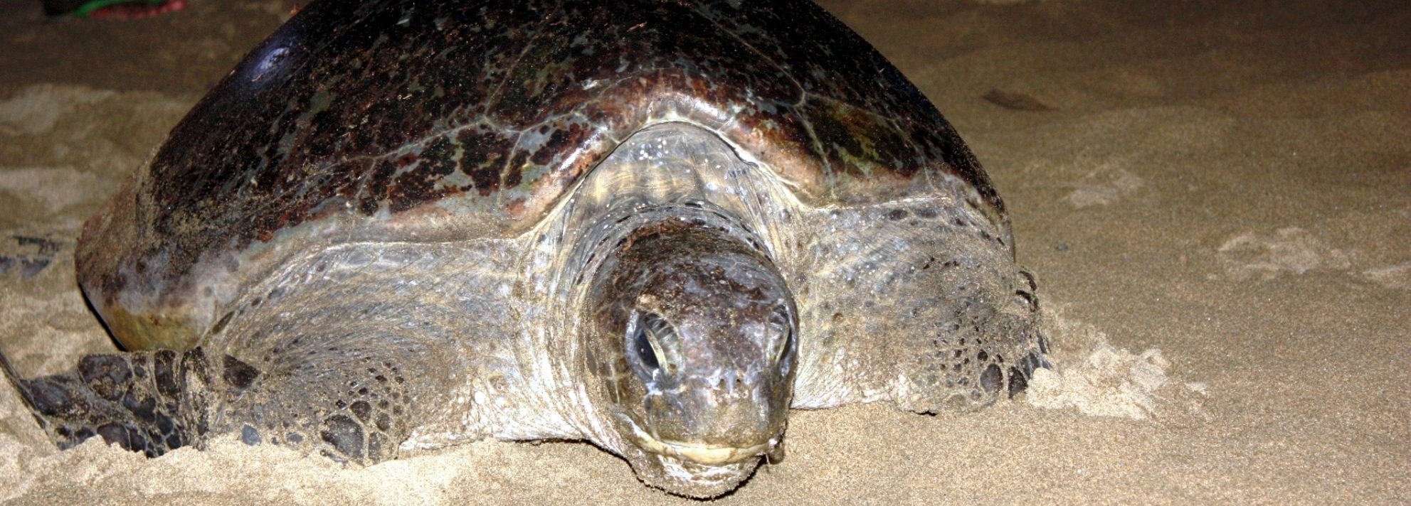 Sukamade turtle