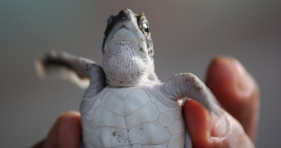 Sukamade baby turtle