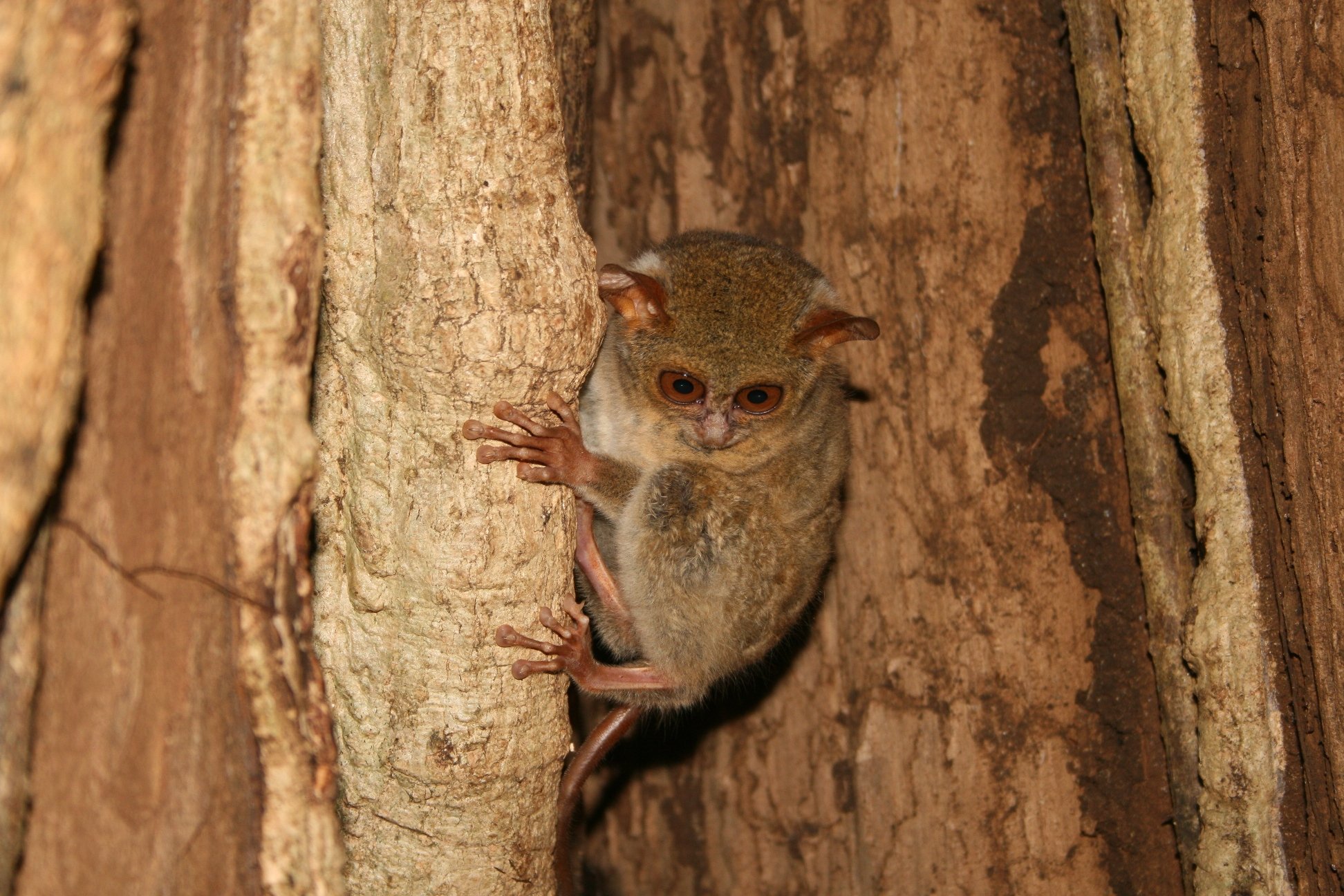 Tangkoko natuurreservaat