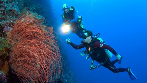 Wakatobi diving