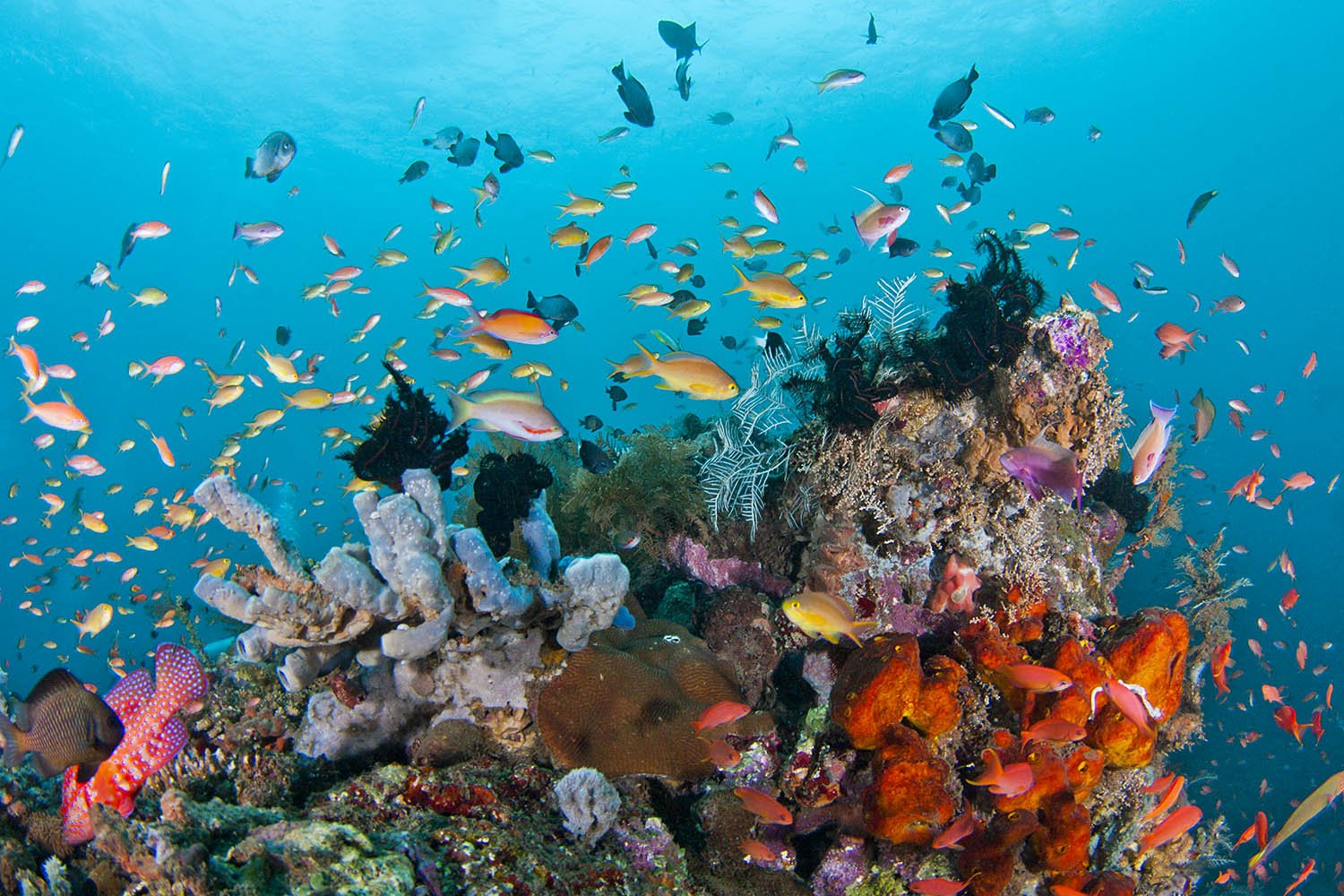 Cruise Hunting Komodo (Lombok Komodo Flores)