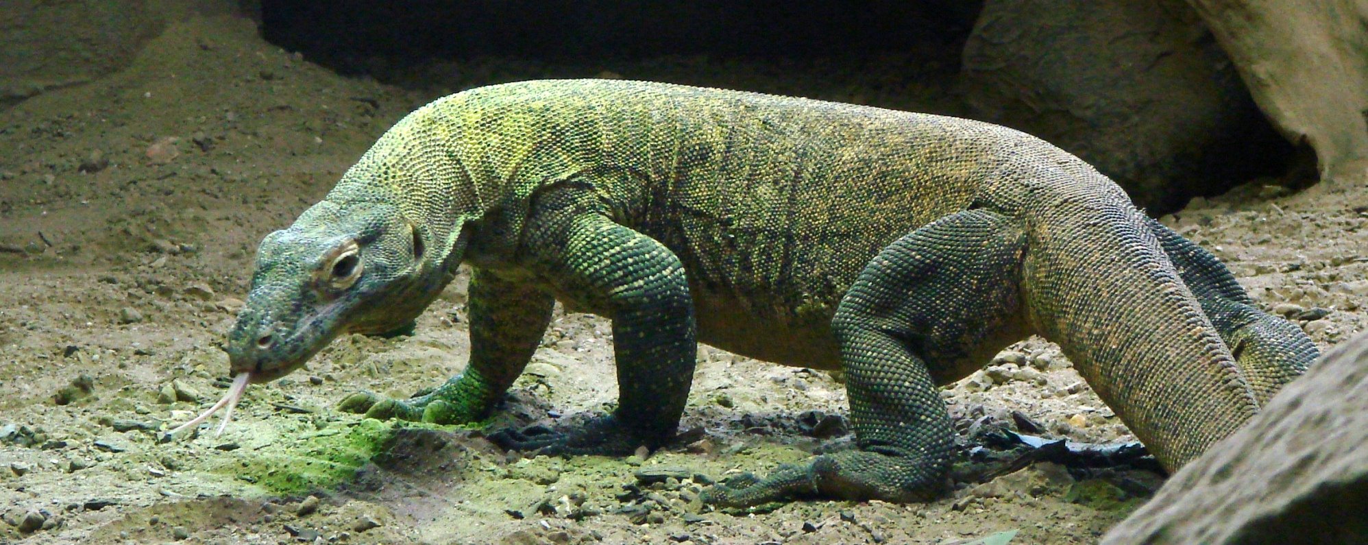 Online bestellen: Bouwsteen 3 dagen Komodo National park