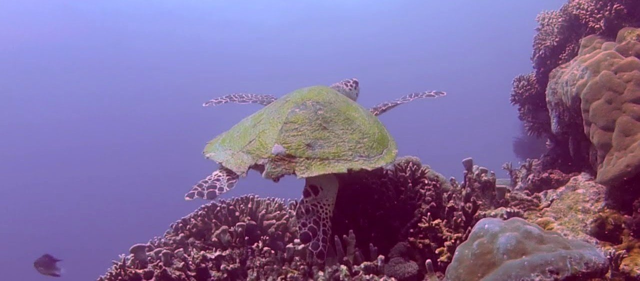 Menjangan turtle