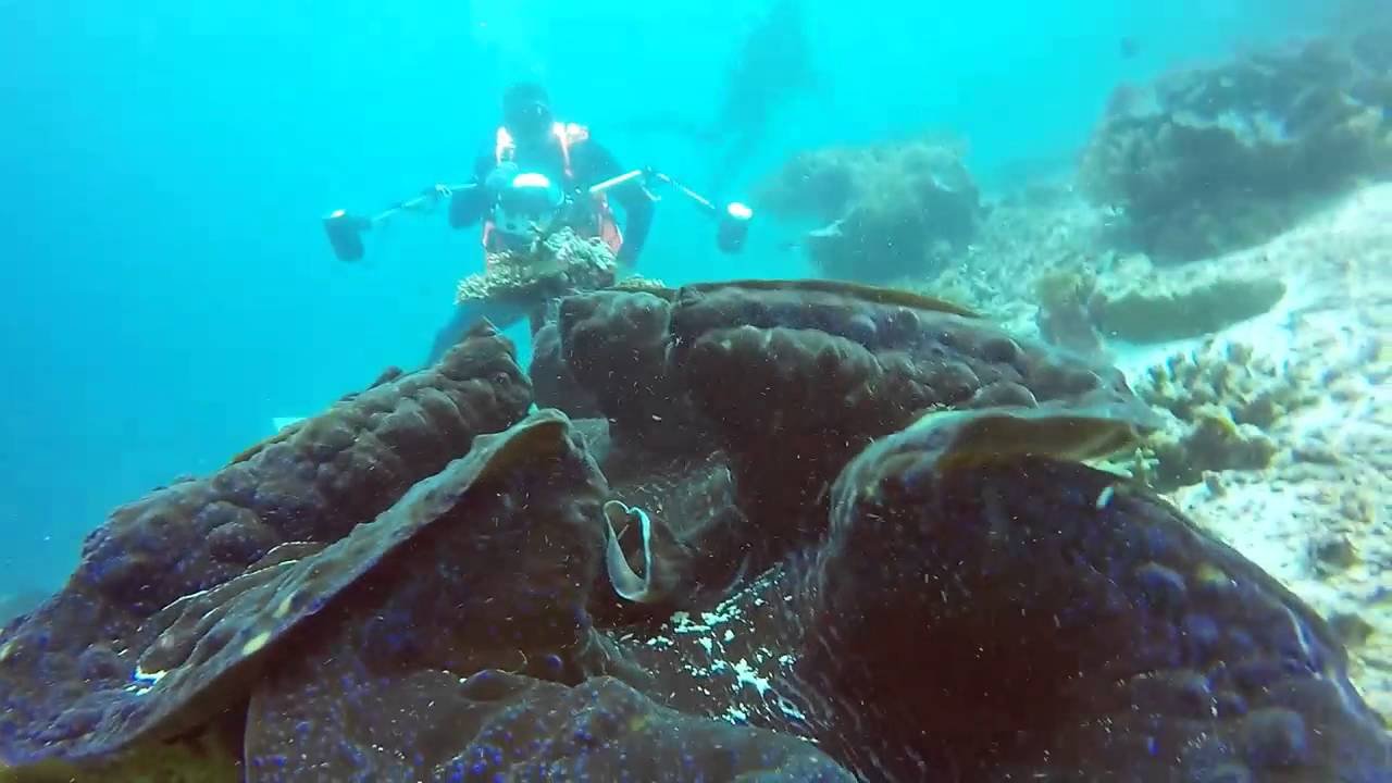 Online bestellen: Bouwsteen 5 dagen island hoppen en duiken of snorkelen Raja Ampat Safari