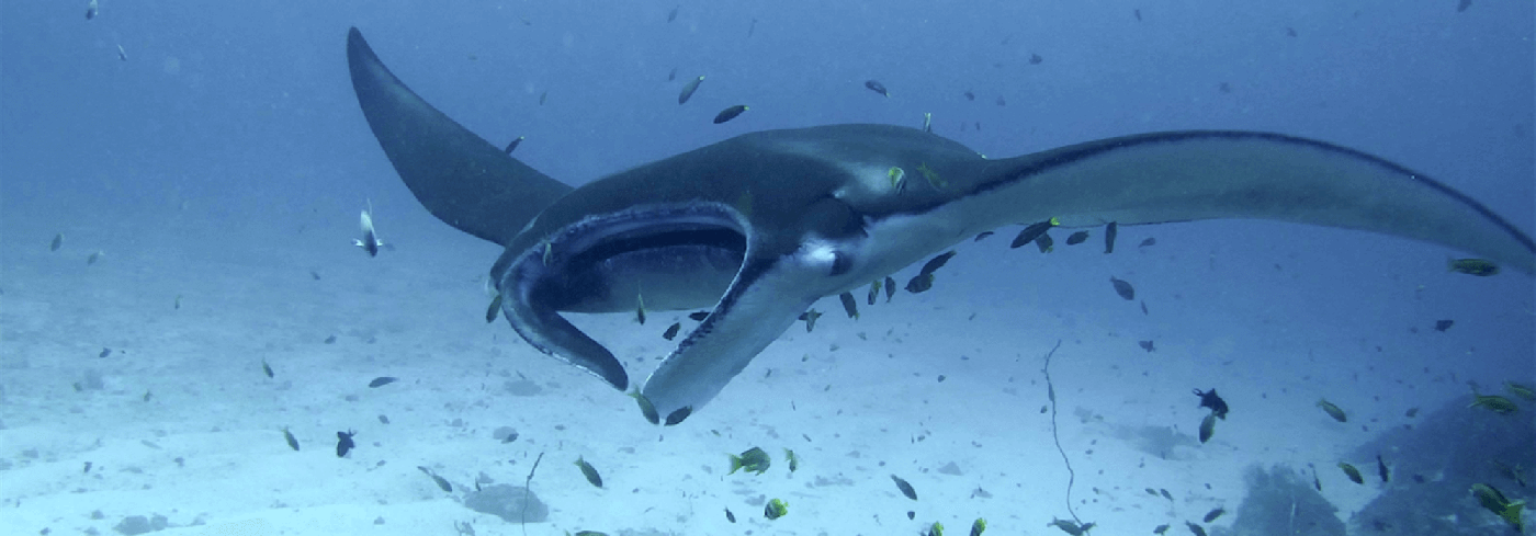 Manta