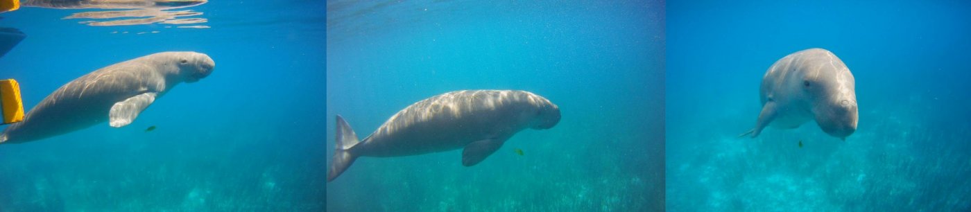 Alor Dugong