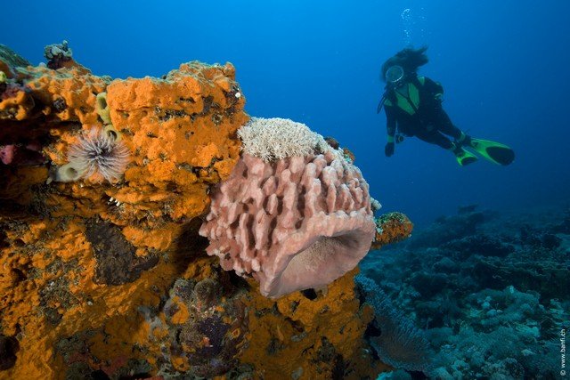 Rondreis 15 dagen Bali en Gili Trawangan duiken