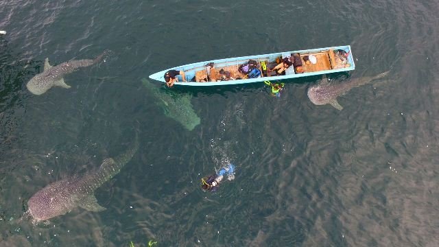 Whalesharks Talisayan