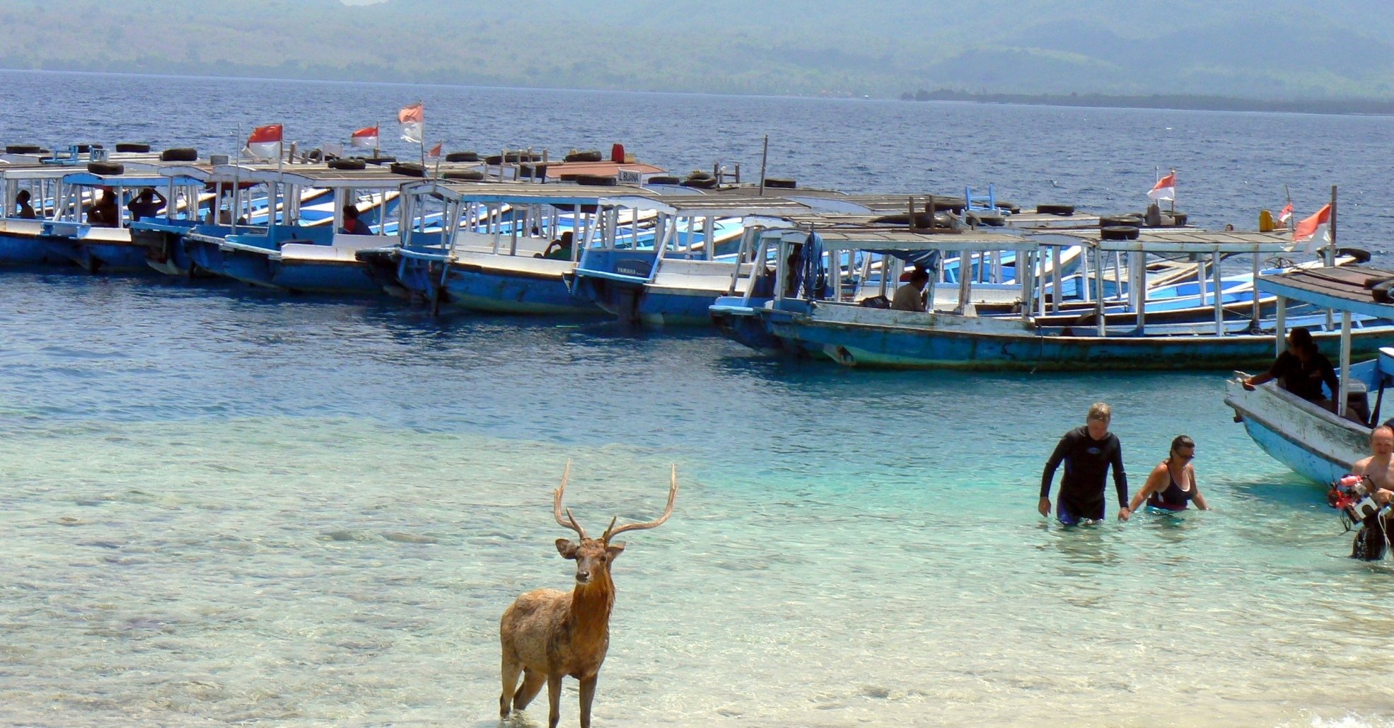 Nusa Menjangan hert