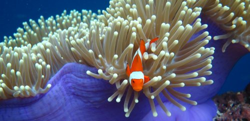 Menjangan - Nusabay house reef