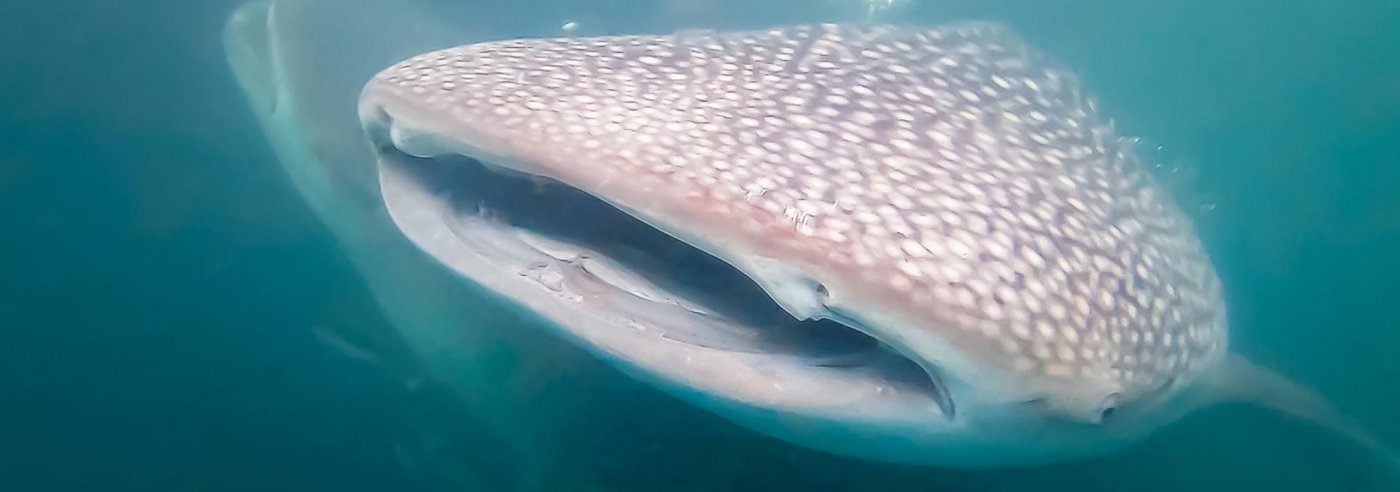 Whaleshark Kalimantan